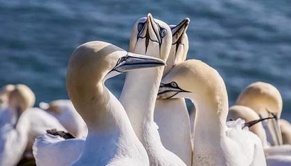 国产后入大屁股性交视频,揭秘私密瞬间