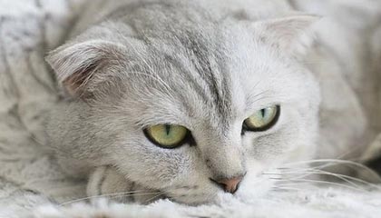 国产后入大屁股性交视频,揭秘私密瞬间