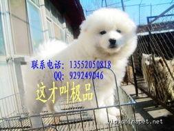 纯种国产小狗视频,带你领略国货之美