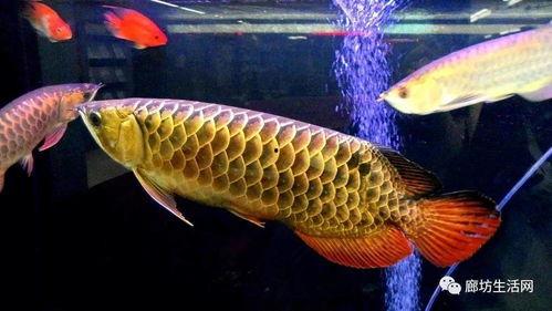 国产金龙鱼饲养视频,国产金龙鱼养殖技术大公开