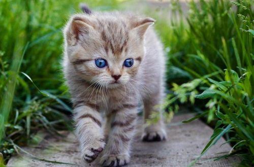 国产猫被毒害视频大全,揭开残忍真相