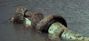 国产350蟒蛇视频,速度与激情的国产传奇